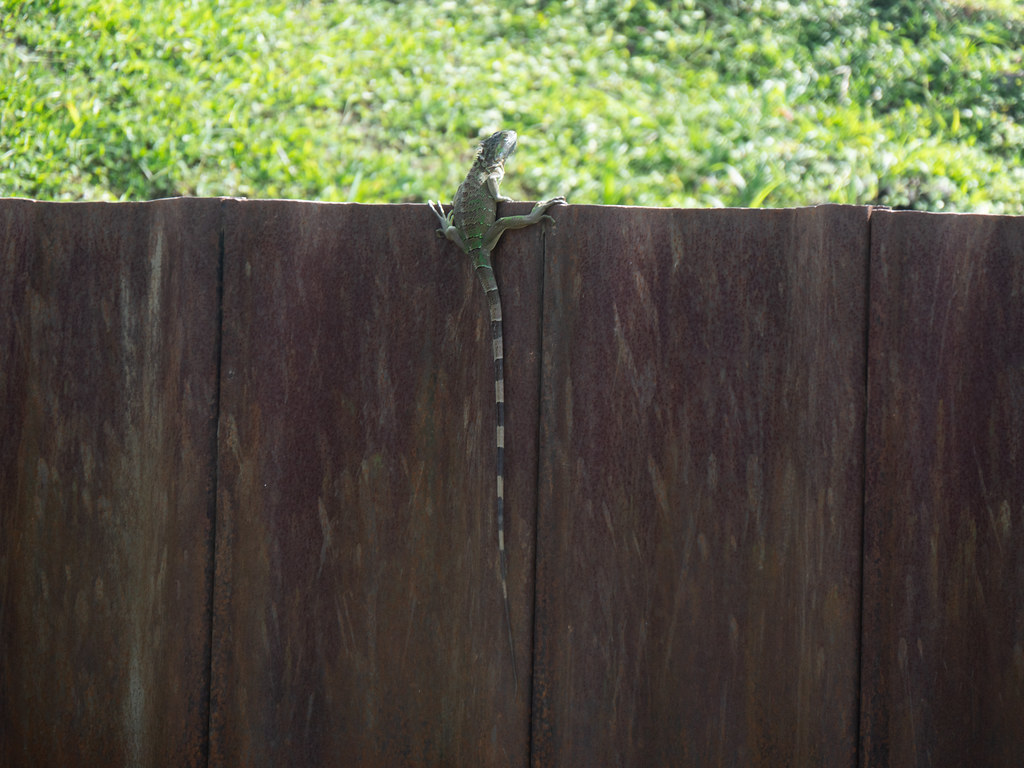 Gecko sticking head over canal retaining wall