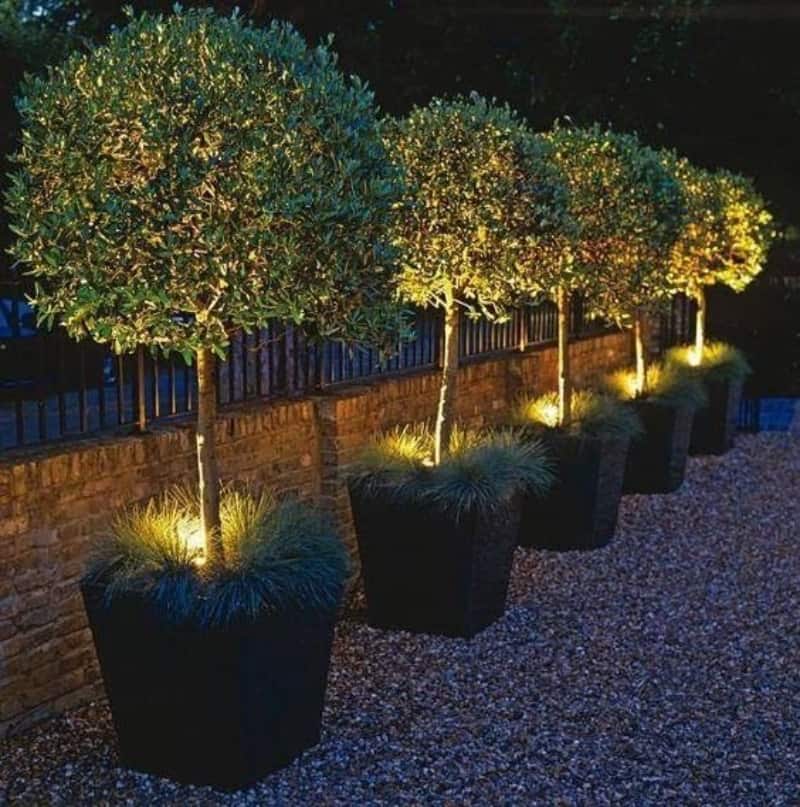 Modern planters, pruned trees, with lights