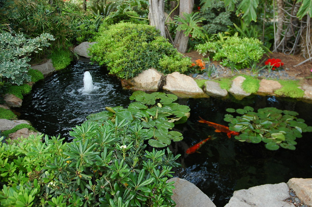 Small garden Koi pond
