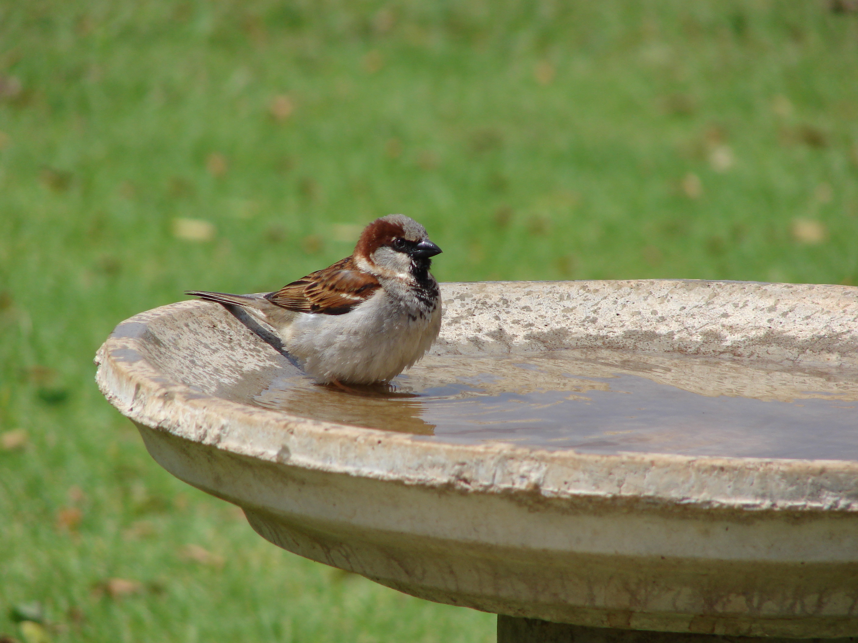 Small bird bath with a bird on it