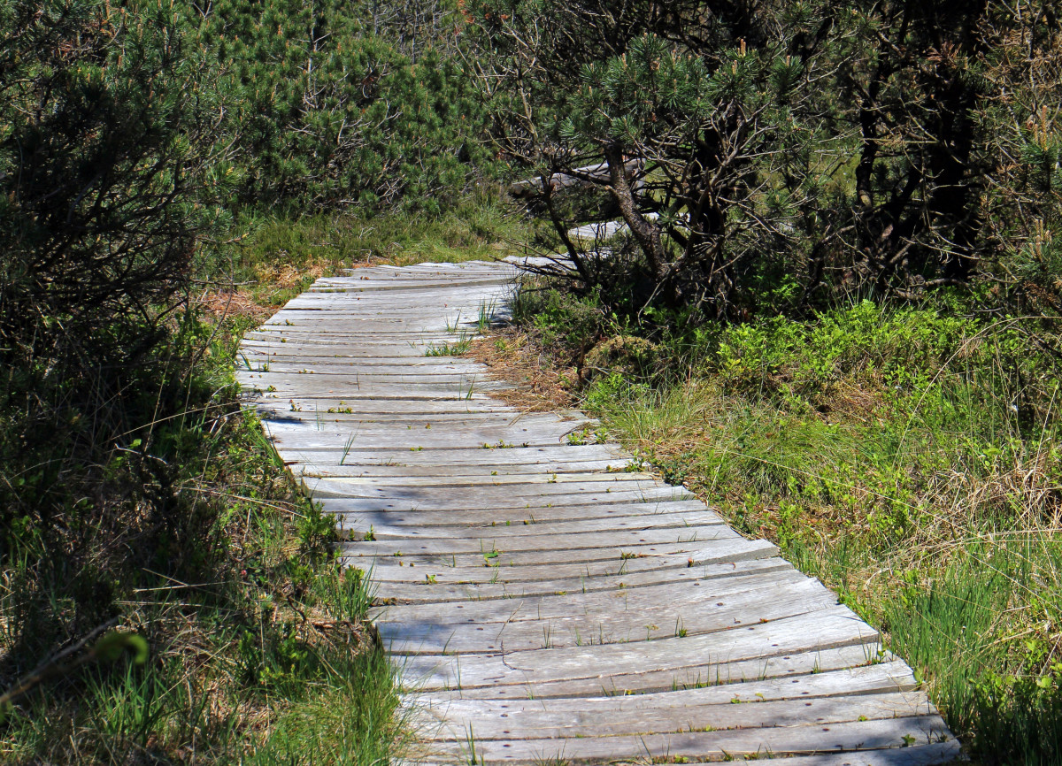 Plank garden pathway