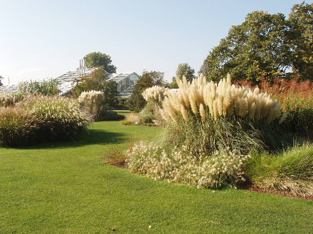 Grass garden at Kew