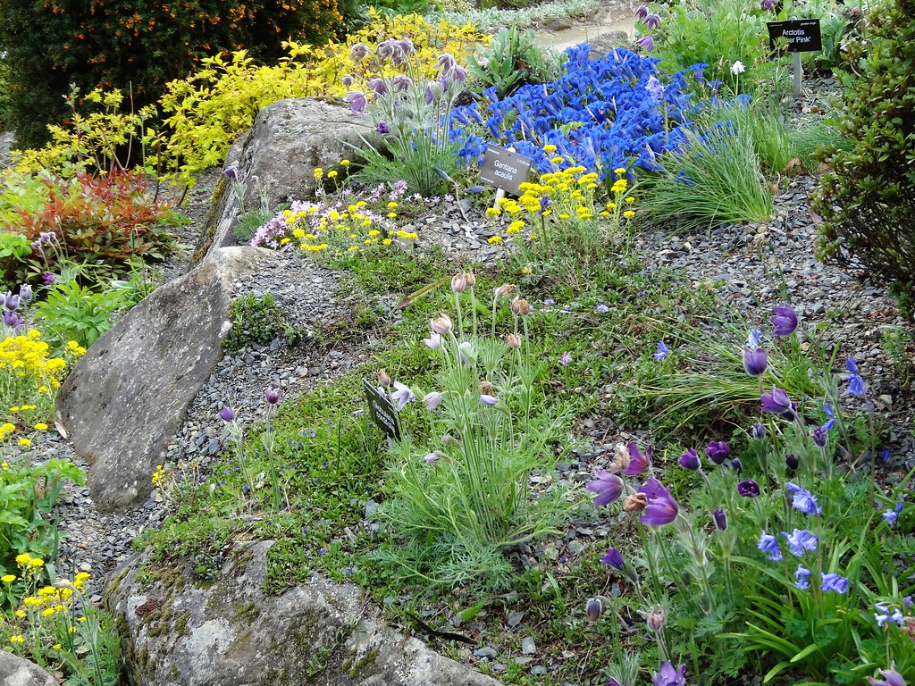 Alpine plant rock garden