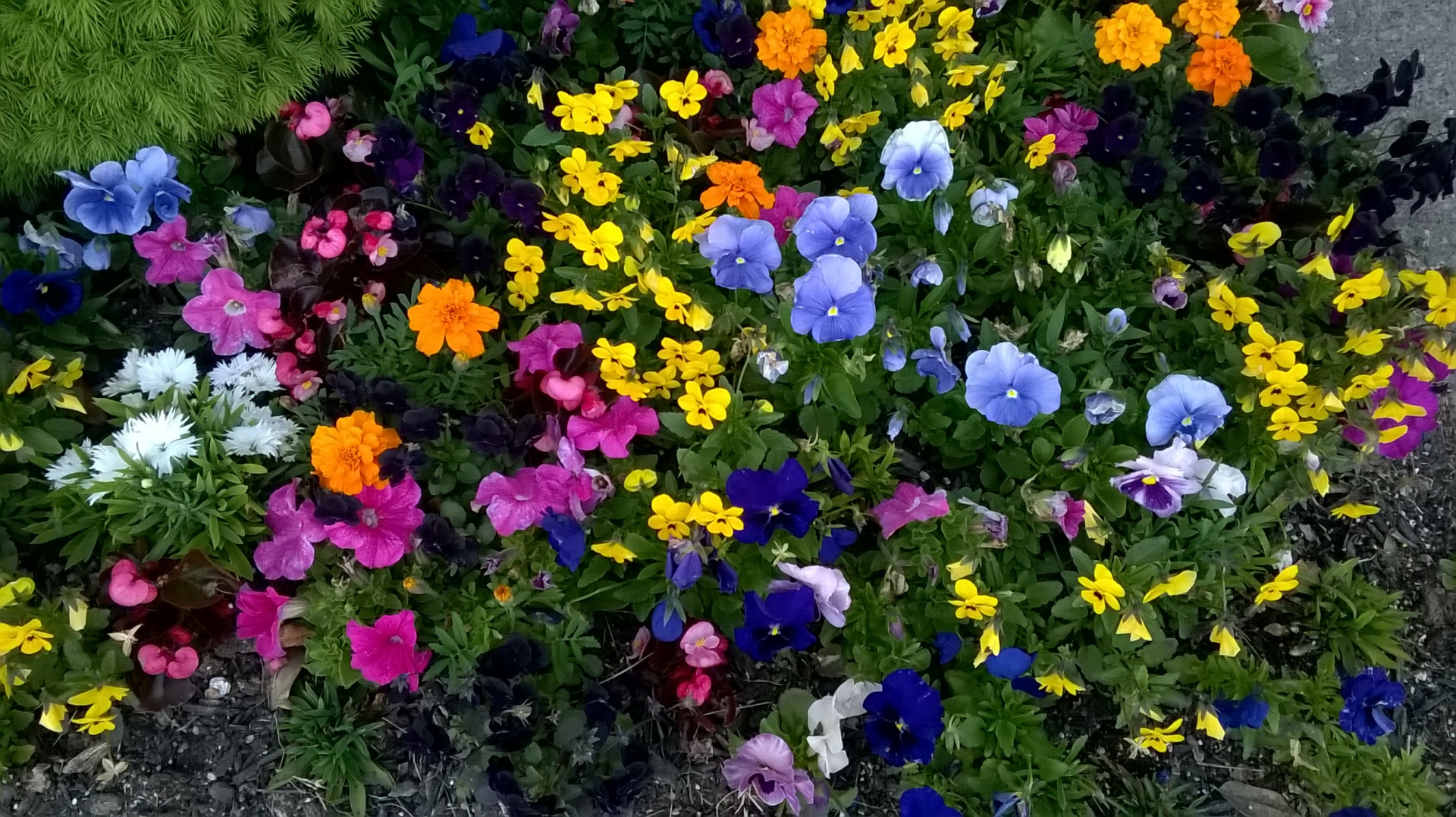 Colourful flower bed with variety of flowers