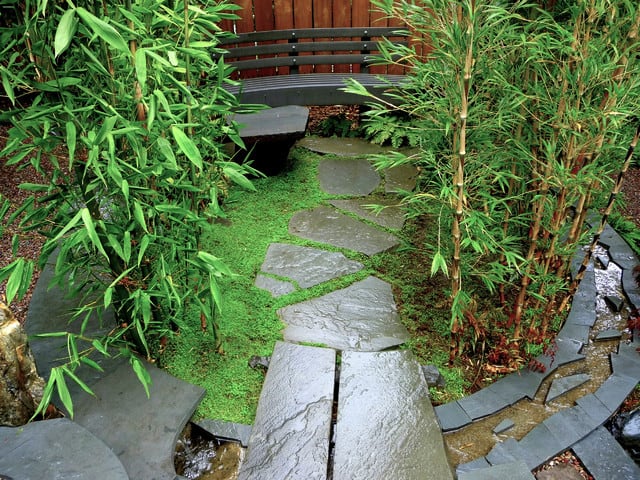 Bamboo along the garden pathway
