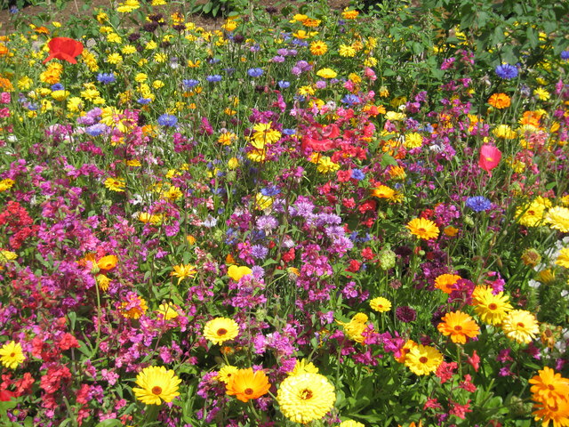 Annual flowers, Tyntesfield