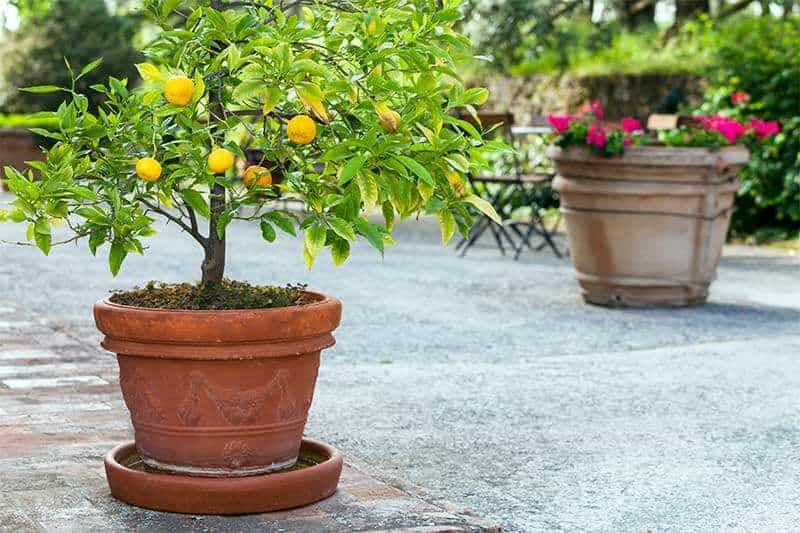 A mini citrus tree in a pot