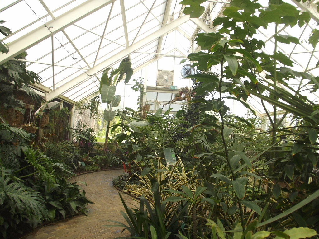 Greenhouse filled with tropical plants