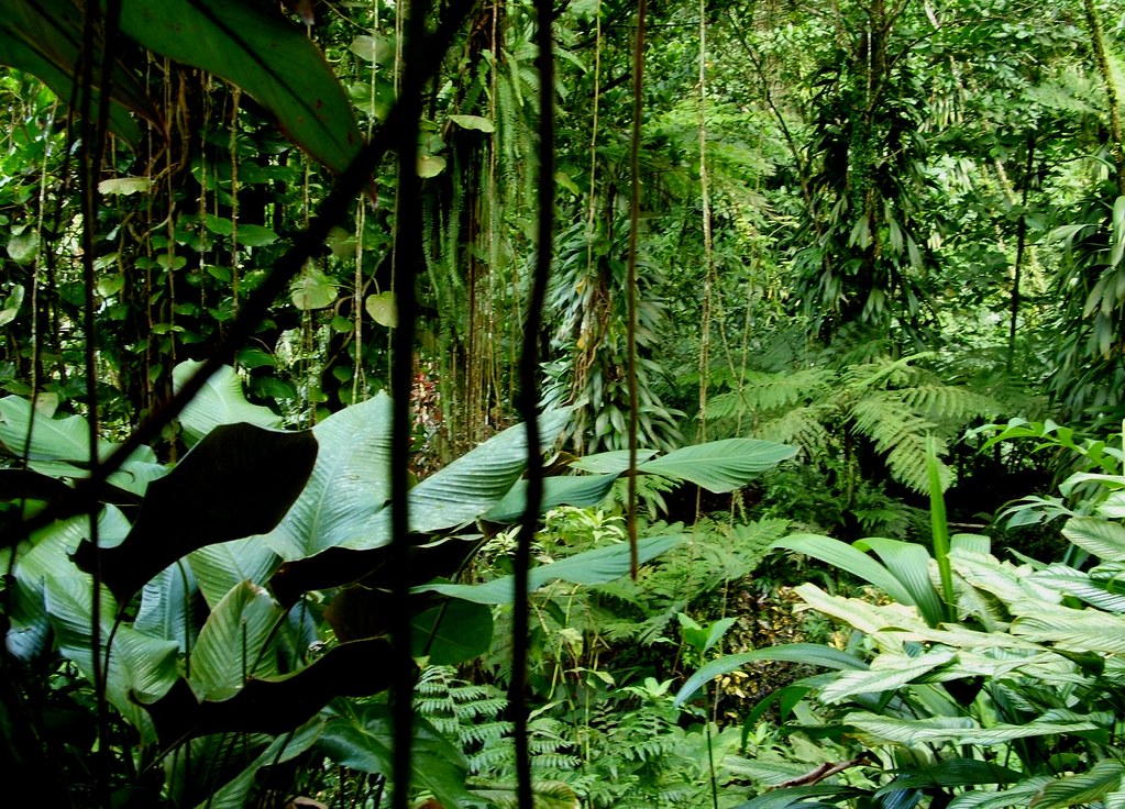Tropical jungle