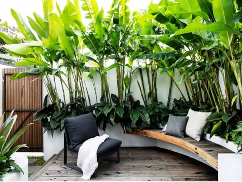 Banana trees/leaves, adding add both shade and ambience to a garden