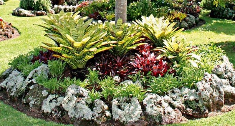Tropical plants surrounded with mulch
