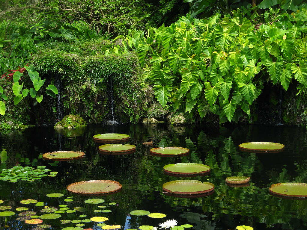 Tropical garden pond with water lillies