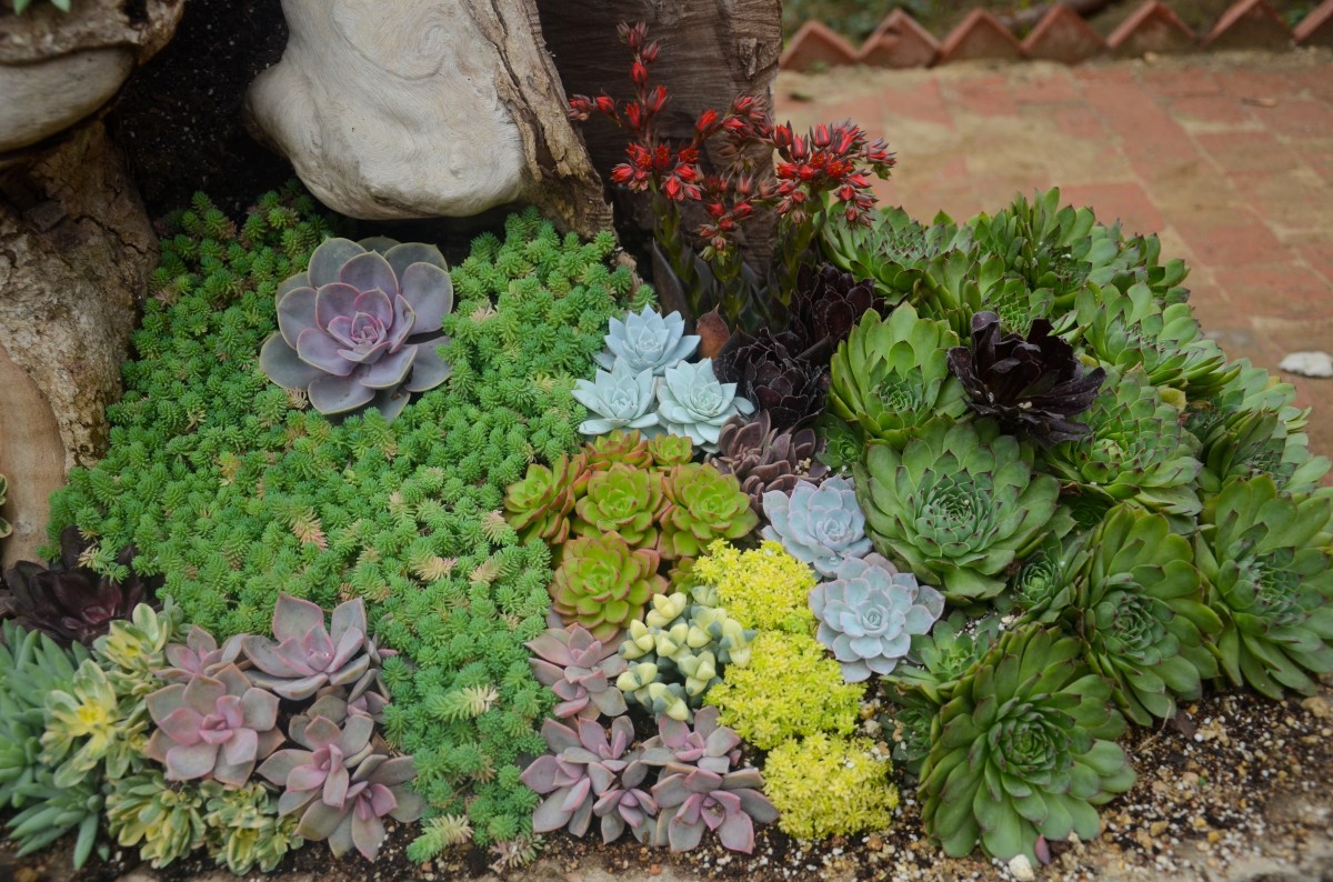 Succulents on stone beds