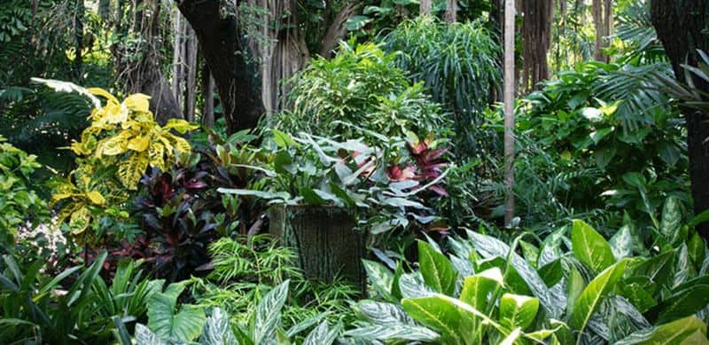 Hanging vines increasing the appeal of a tropical garden