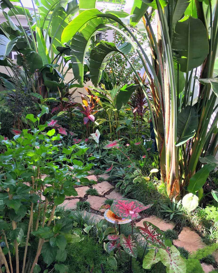 Narrow garden space filled with tropical plants