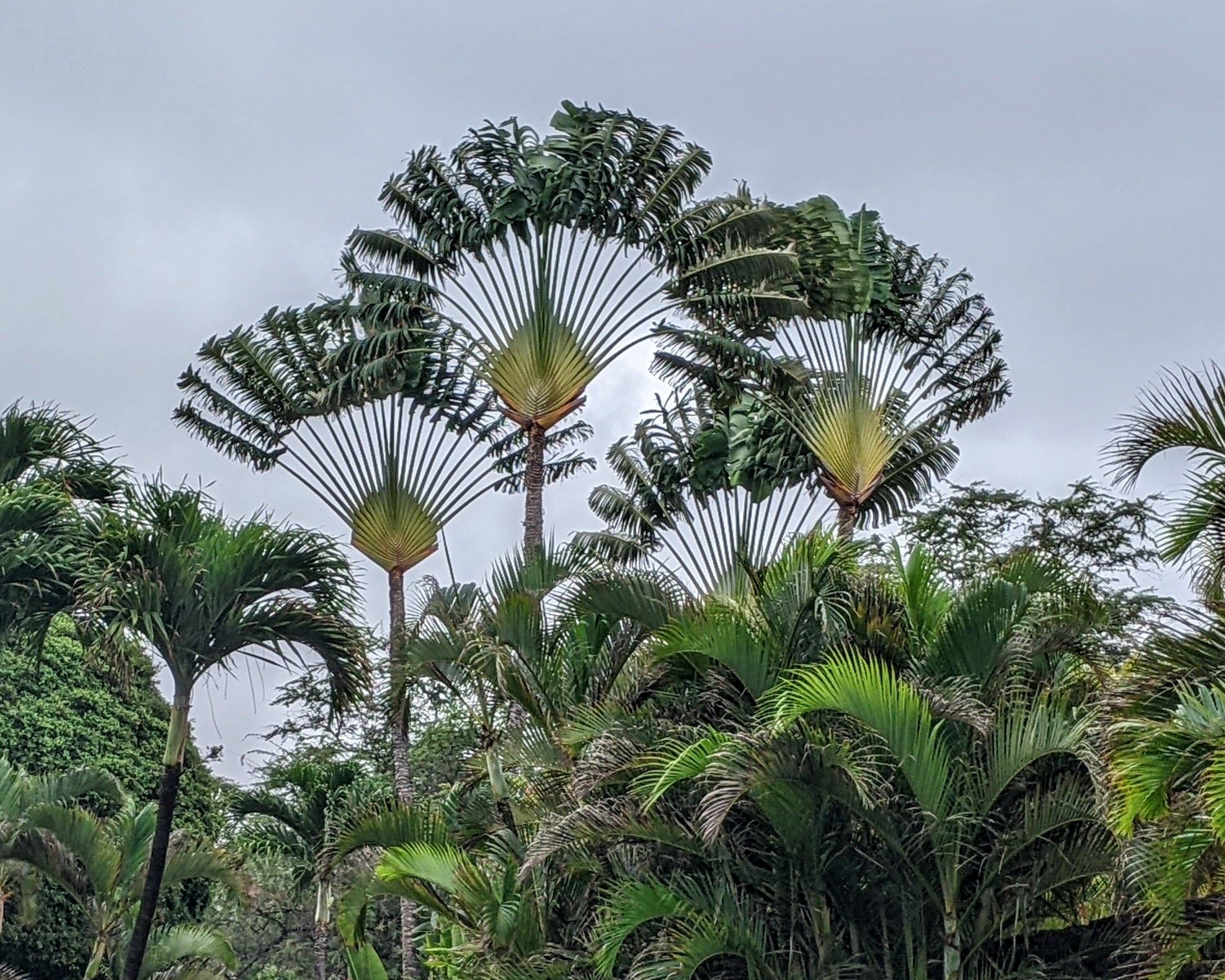Huge tropical trees in a tropical forest