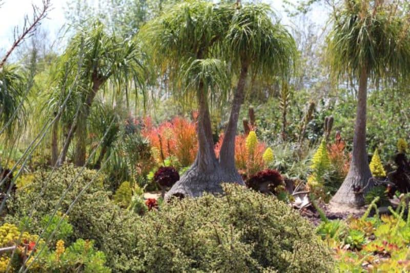 Unique tropical trees, giving off a knockout design