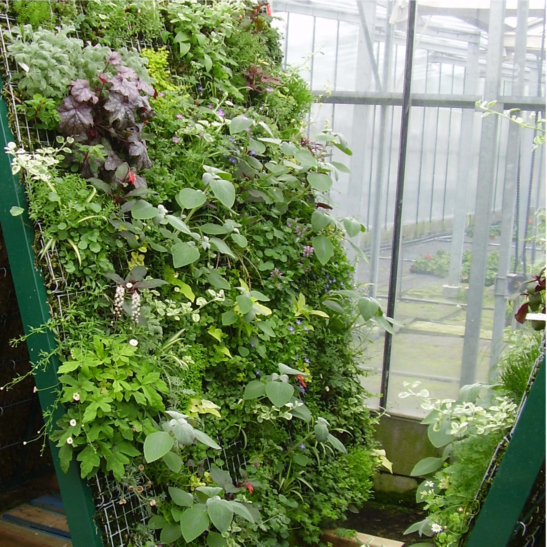 Vertical vegetable garden inside a greenhouse