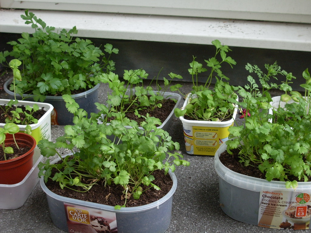Herb garden in recycled containers