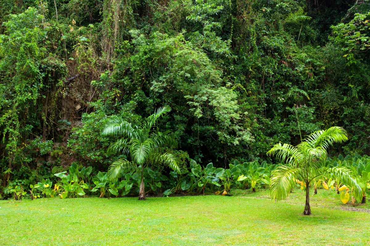Lush, jungle-like backyard