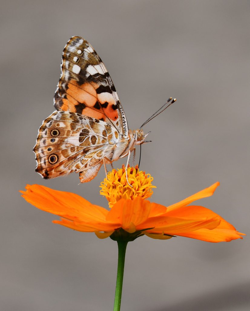 orange butterfly on orange flower