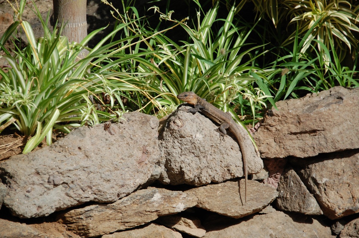 A small rock lizard resting on a rock