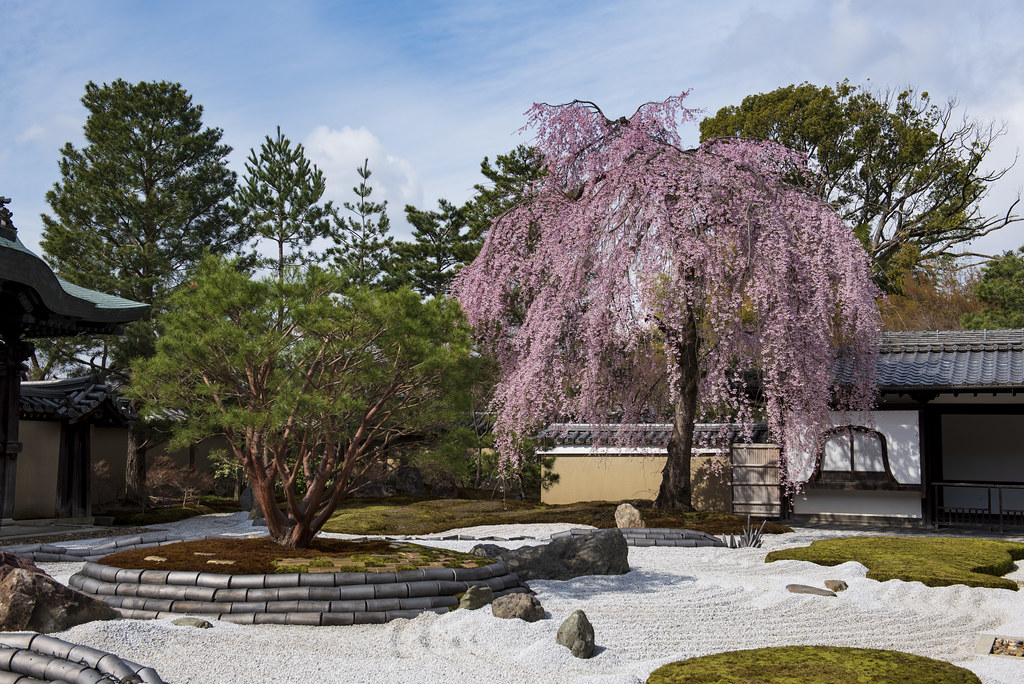 Zen garden with a blooming pink cherry blossom tree.