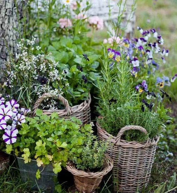 Plant and flower in unused baskets