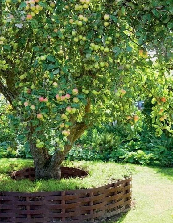 Raised garden bed for apple trees