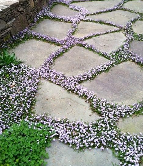Stone path with small flowers