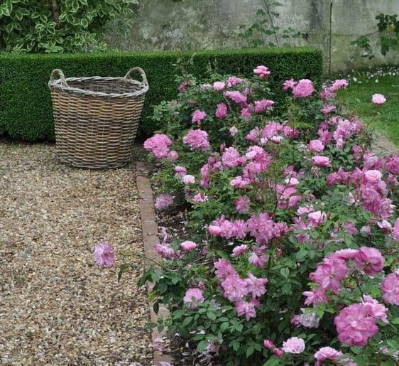 Gravel and flowers as a great, low maintenance alternative to lawn