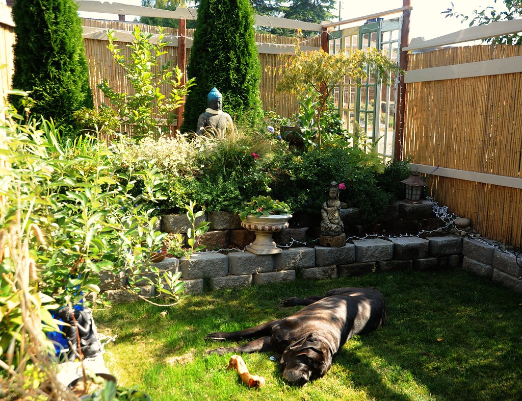 Small garden with a sleeping dog on the grass and bamboo screening