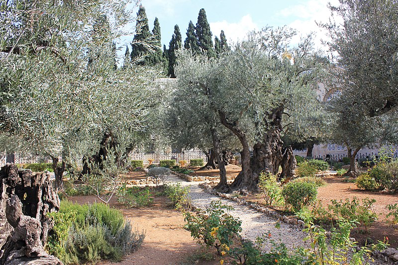 Garden surrounded with trees