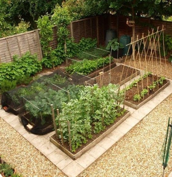 Vegetable garden in a small backyard