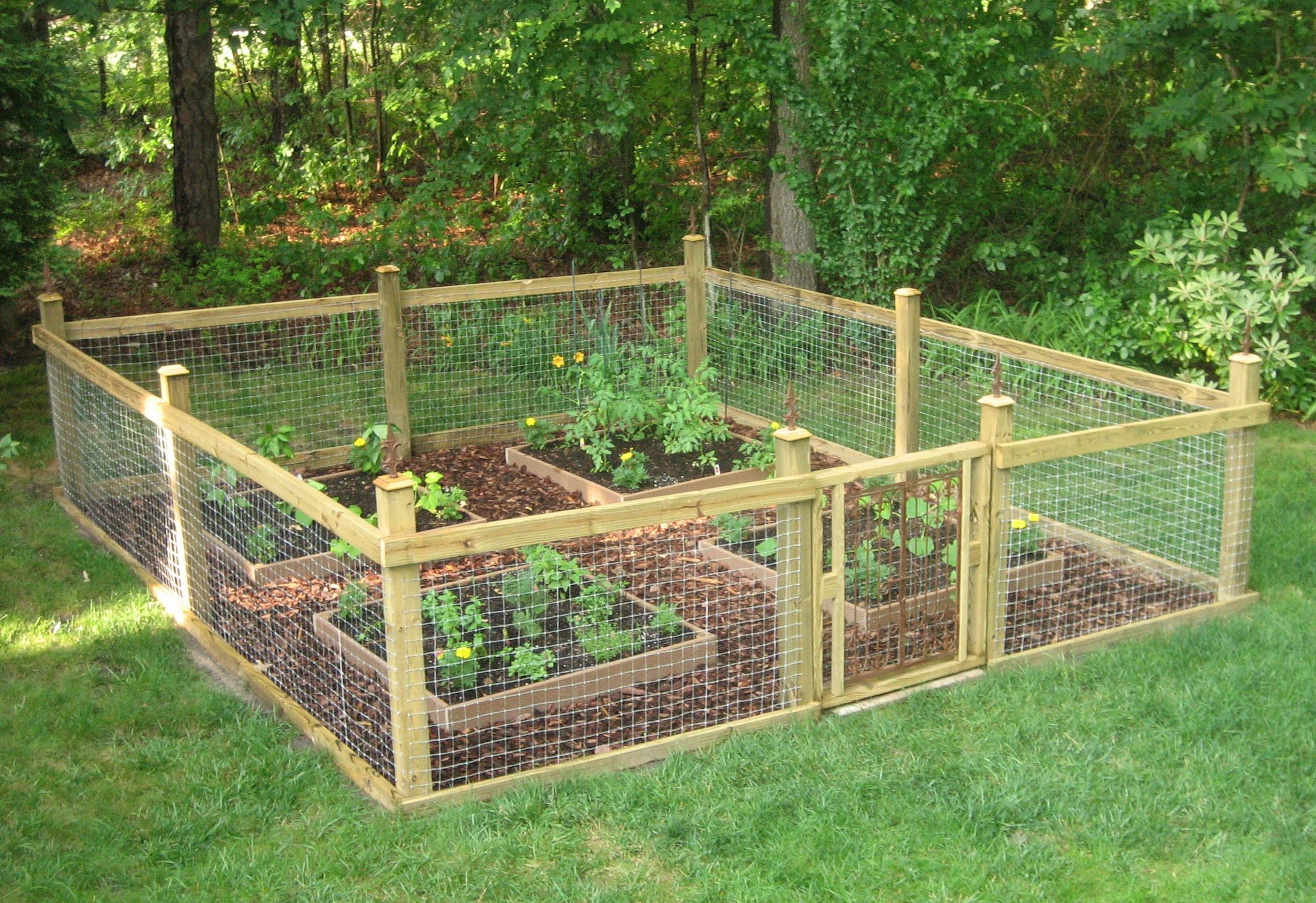 Fenced vegetable garden with wire mesh