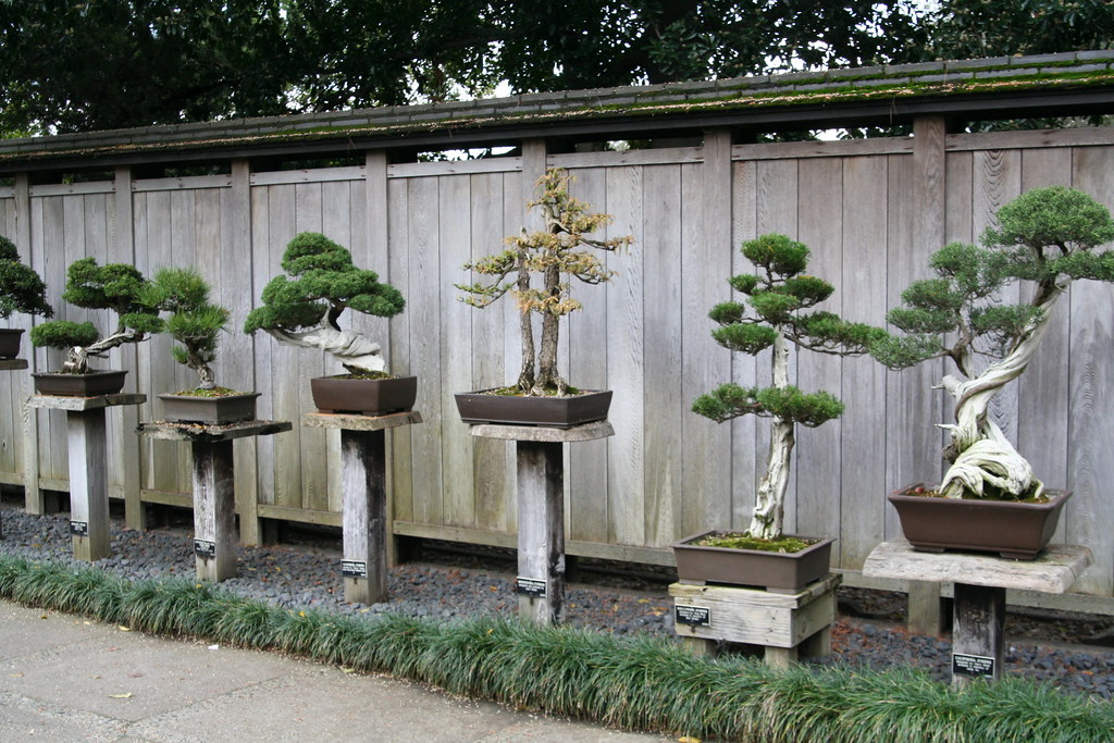 Bonsai trees garden display