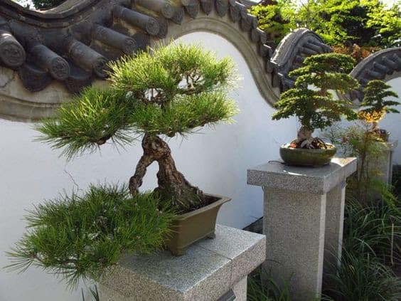 Neat bonsai trees as a focal point in the garden