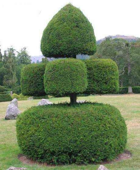 Chinese trimmed bushes