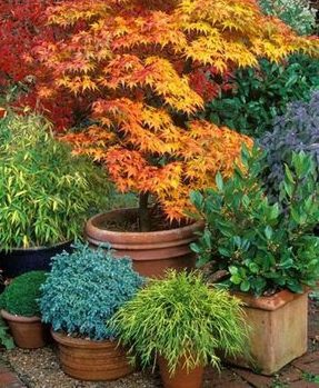 A variety of colourful plants including Acres and bonsai trees