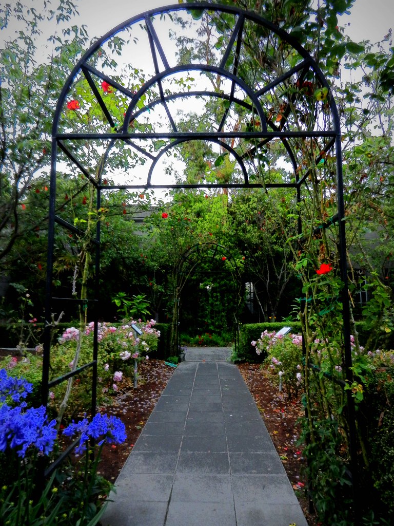 Metal sun arch with rose climbers