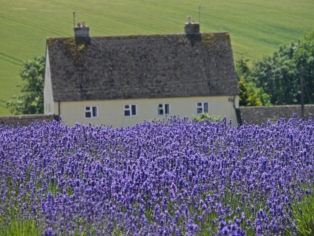 Cotswold Lavender, Snowshill