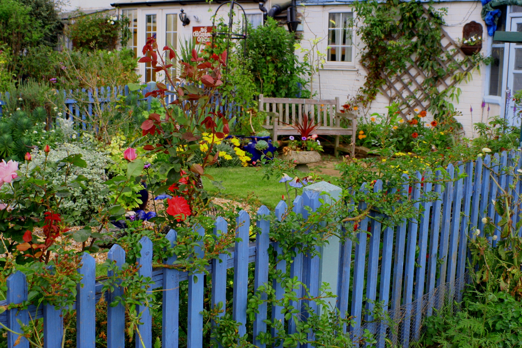 Seaside cottage garden with blue fencing