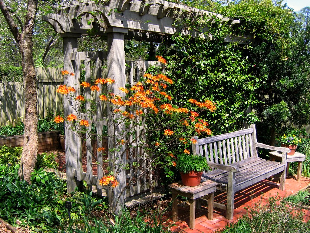 Wooden bench, arbour and native Azalea