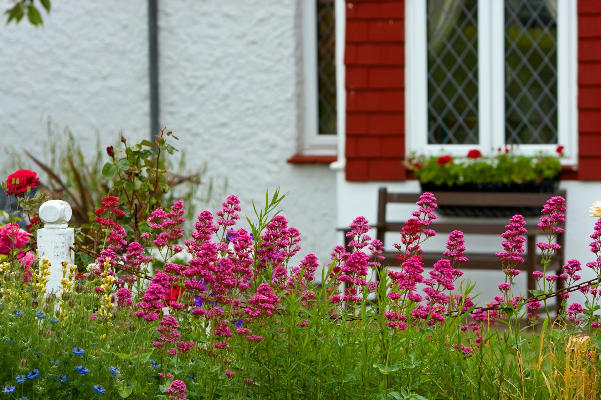 Cottage backyard with rows of bright Fuchsia flowers 