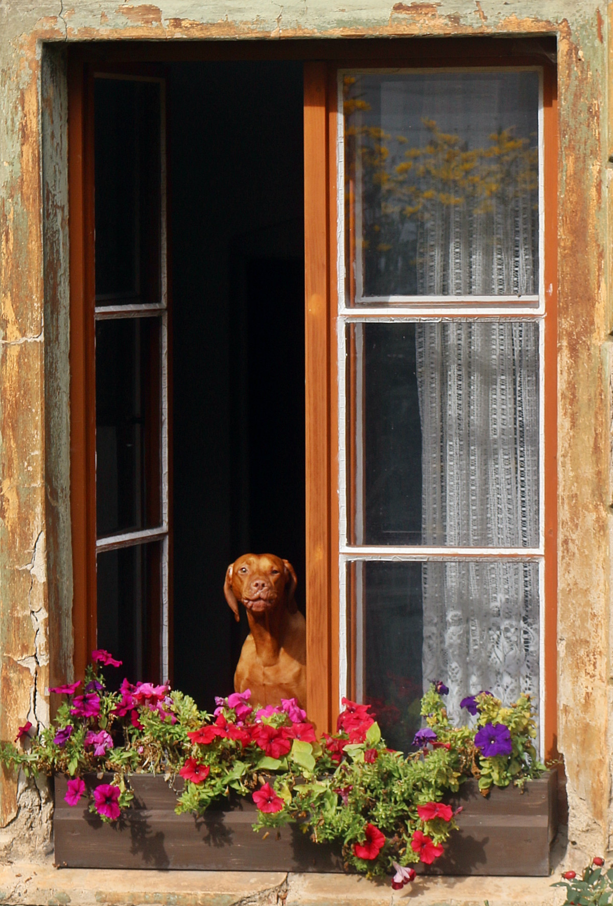 A dog peeking through a large cabin window