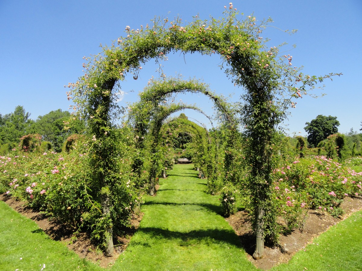 Arched trellises with climbers
