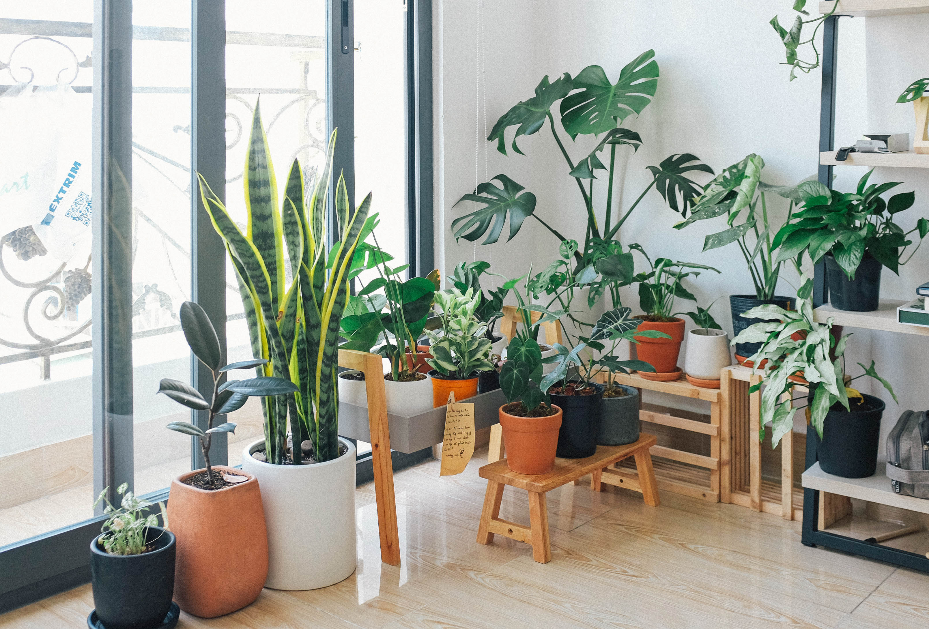 A variety of potted houseplants
