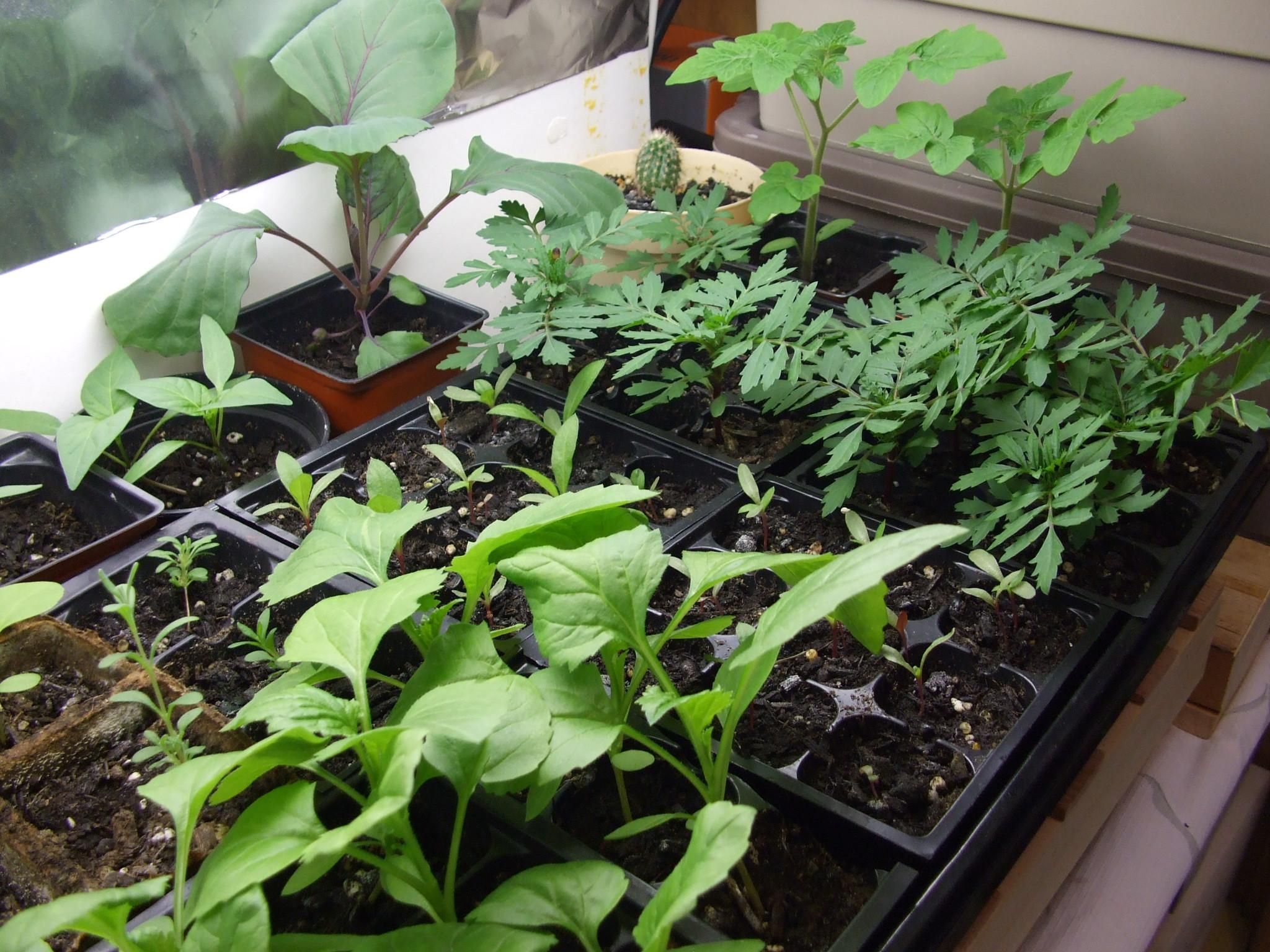 Mini herb garden inside a greenhouse