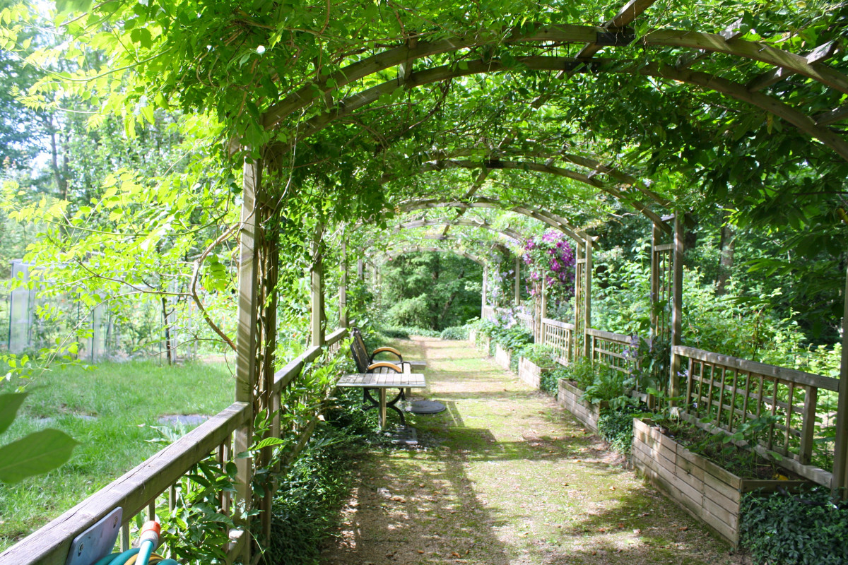 Long garden path covered with vine-covered wooden pergola