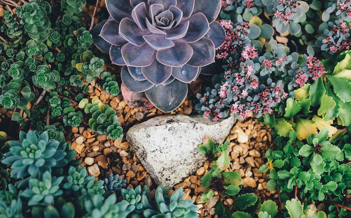 A top view of various types of succulents surrounding a stone and grave